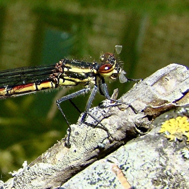 large red